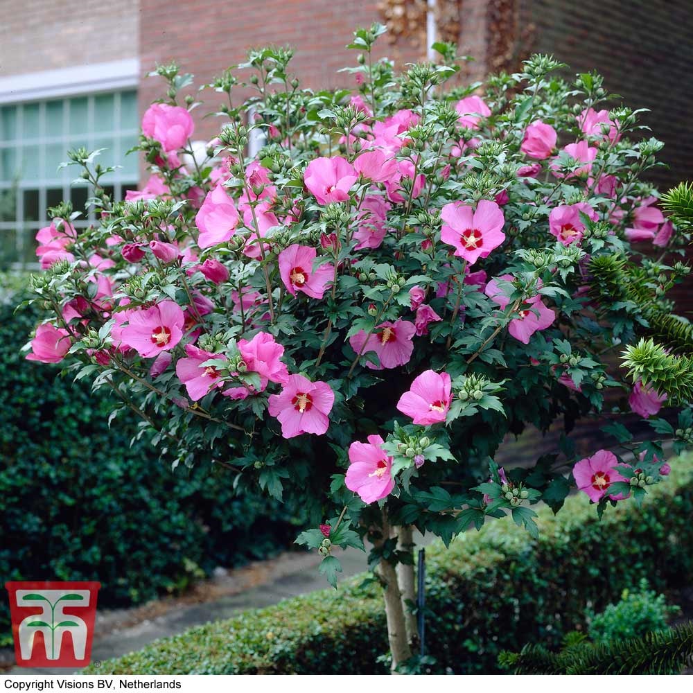 7g Woodbridge Rose of Sharon